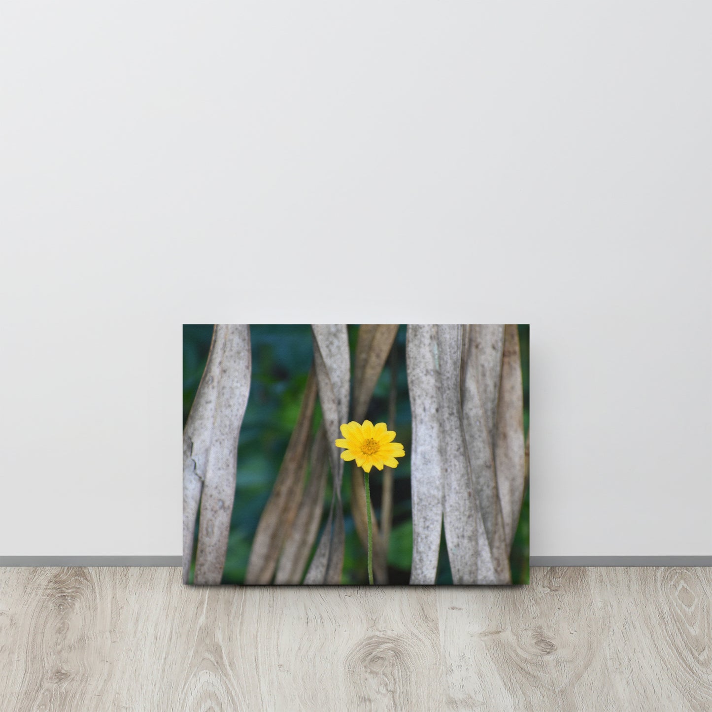 False Sunflower Canvas