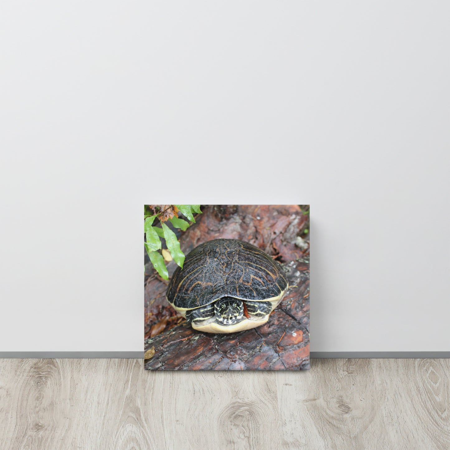 Palm Coast Turtle Log Canvas