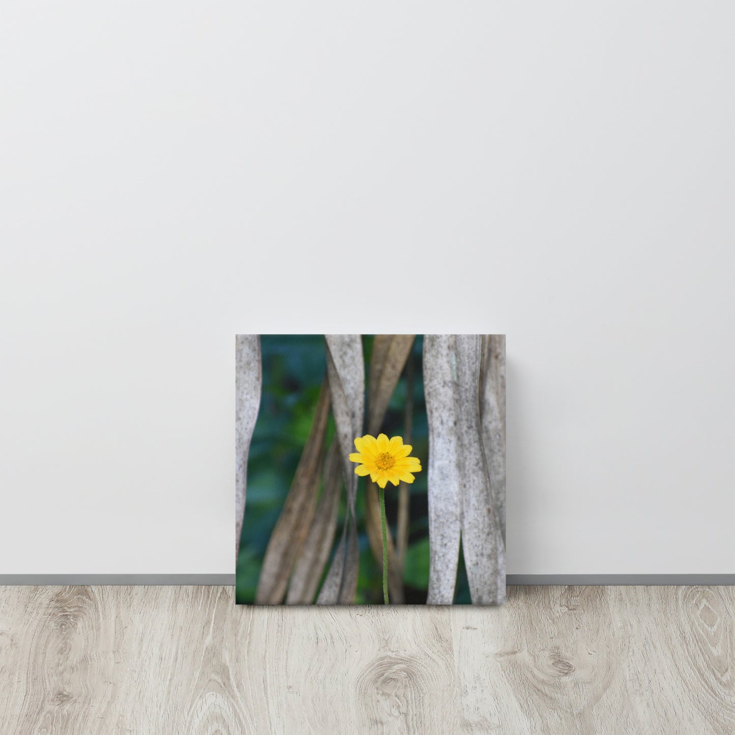 False Sunflower Canvas