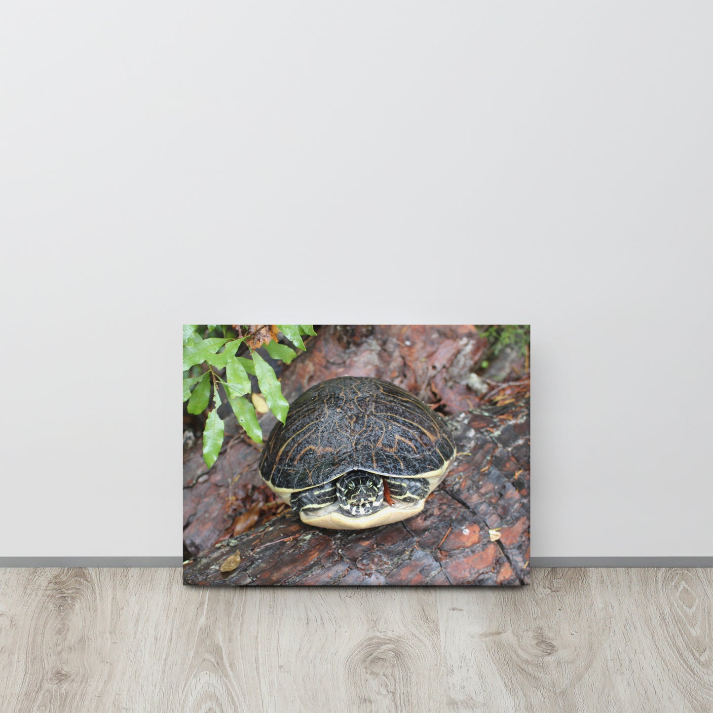 Palm Coast Turtle Log Canvas