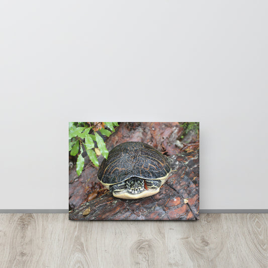Palm Coast Turtle Log Canvas