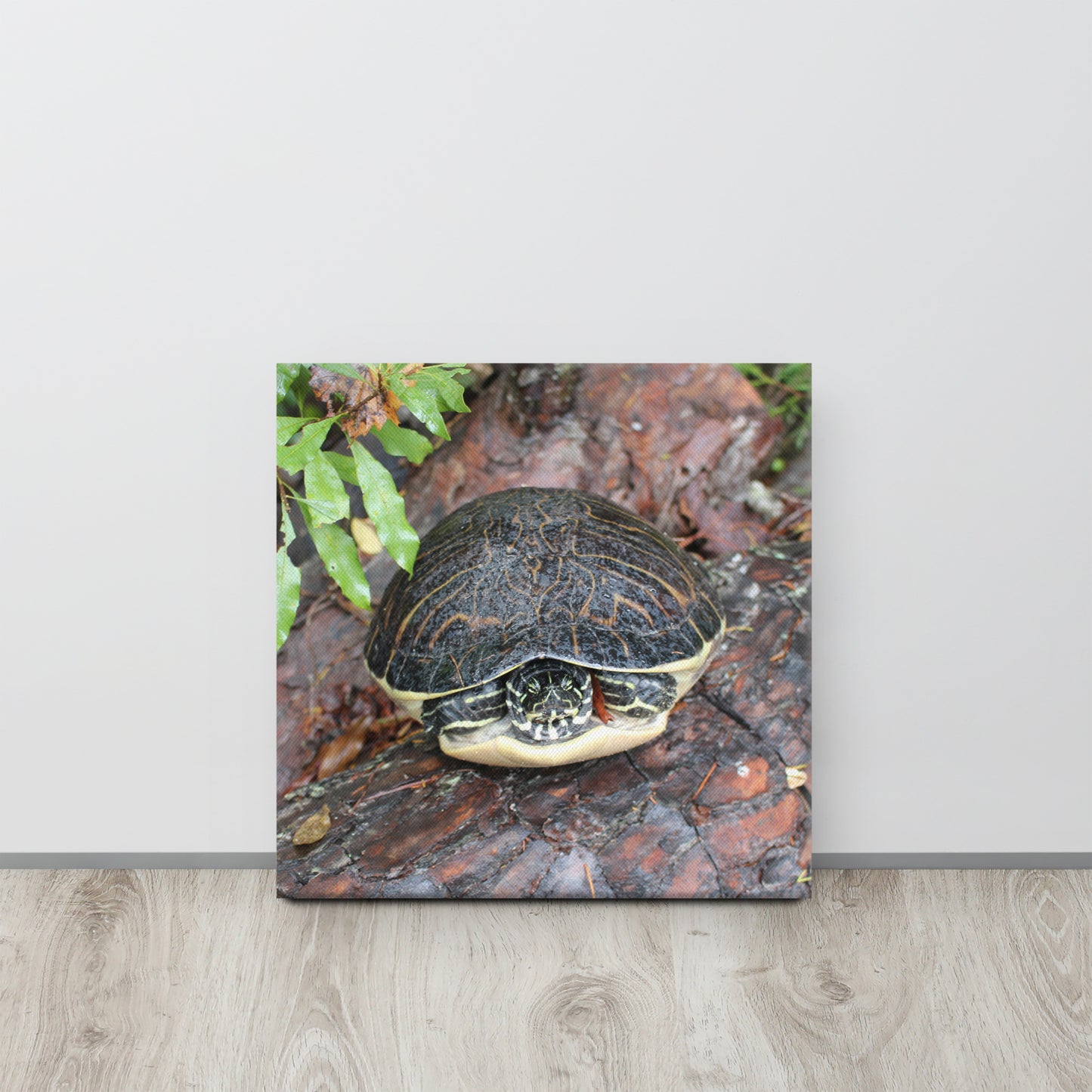 Palm Coast Turtle Log Canvas
