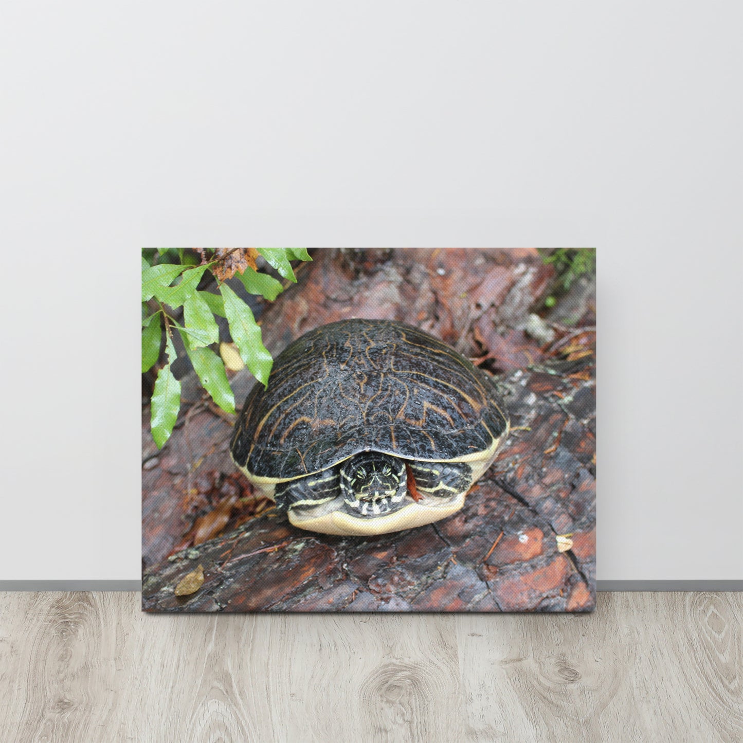 Palm Coast Turtle Log Canvas
