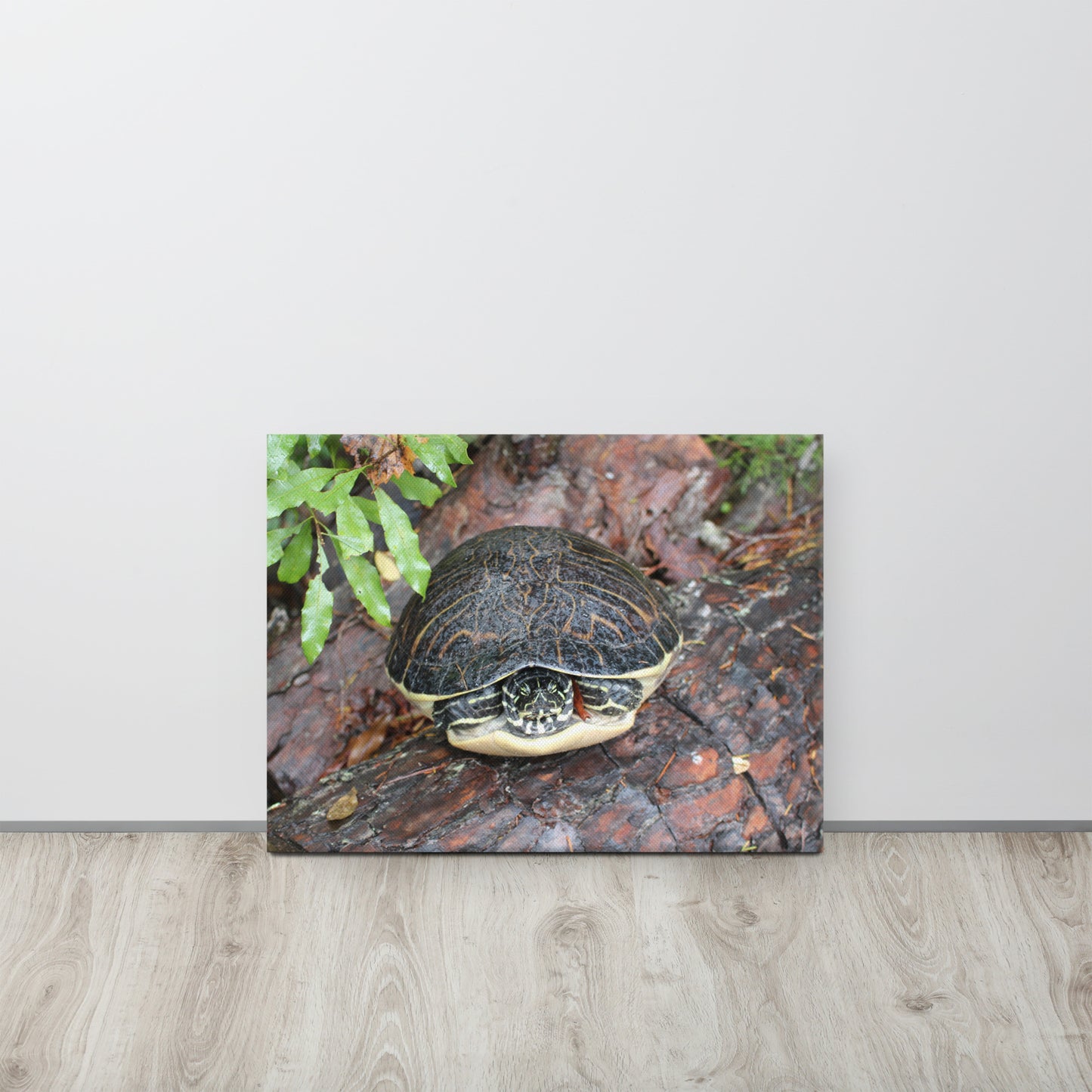 Palm Coast Turtle Log Canvas
