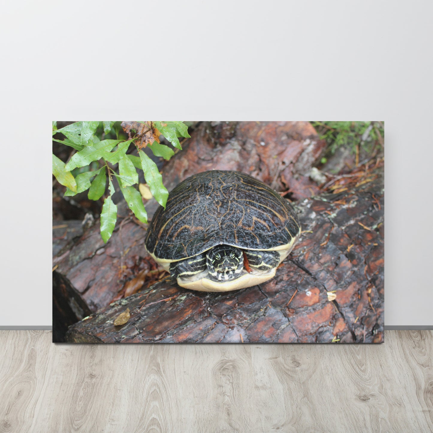 Palm Coast Turtle Log Canvas