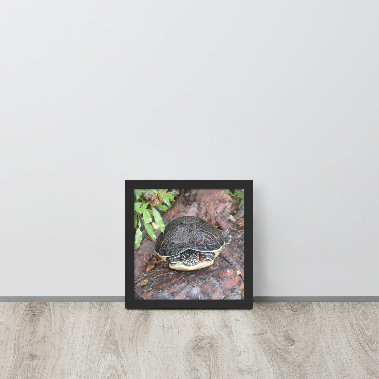 Turtle Framed poster