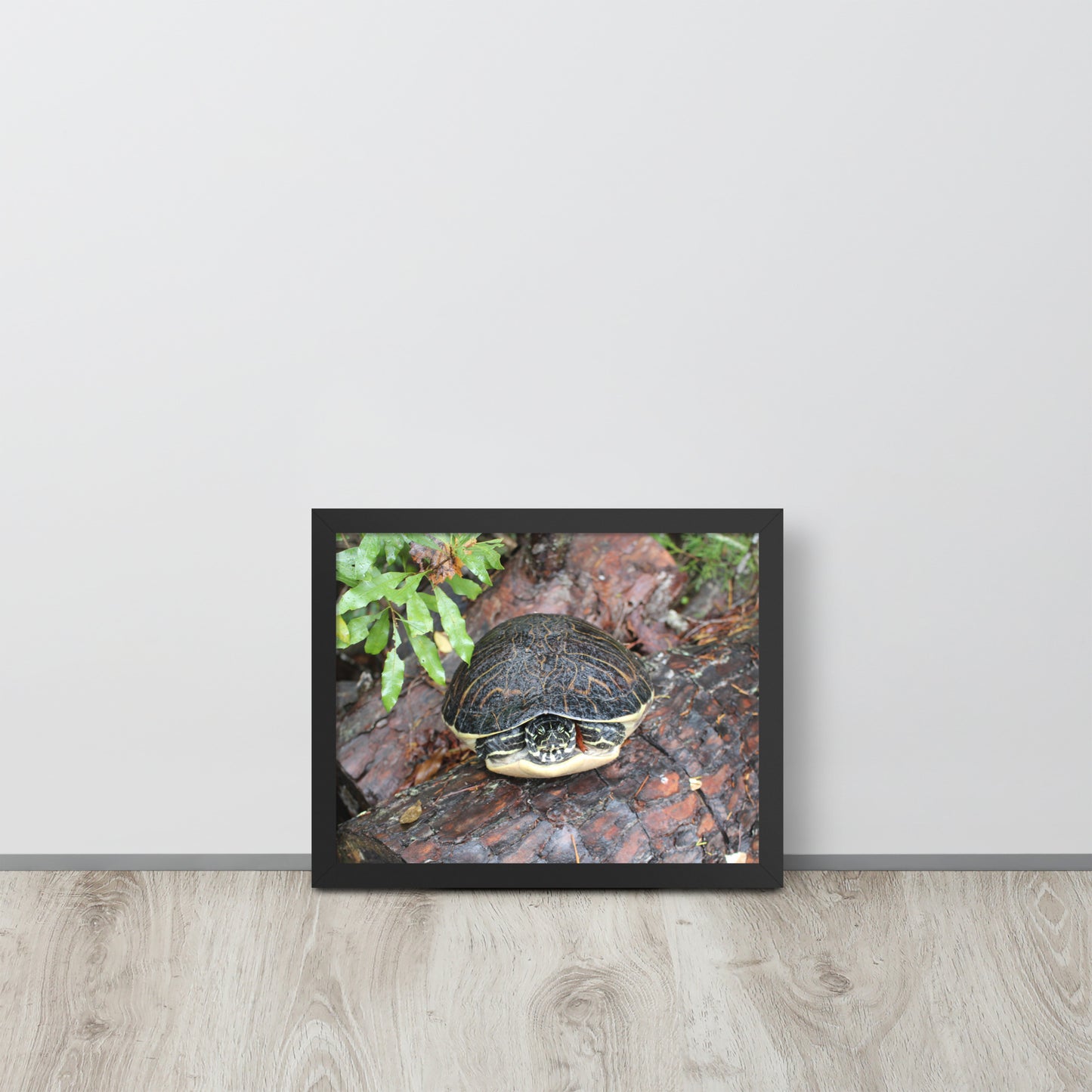 Turtle Framed poster