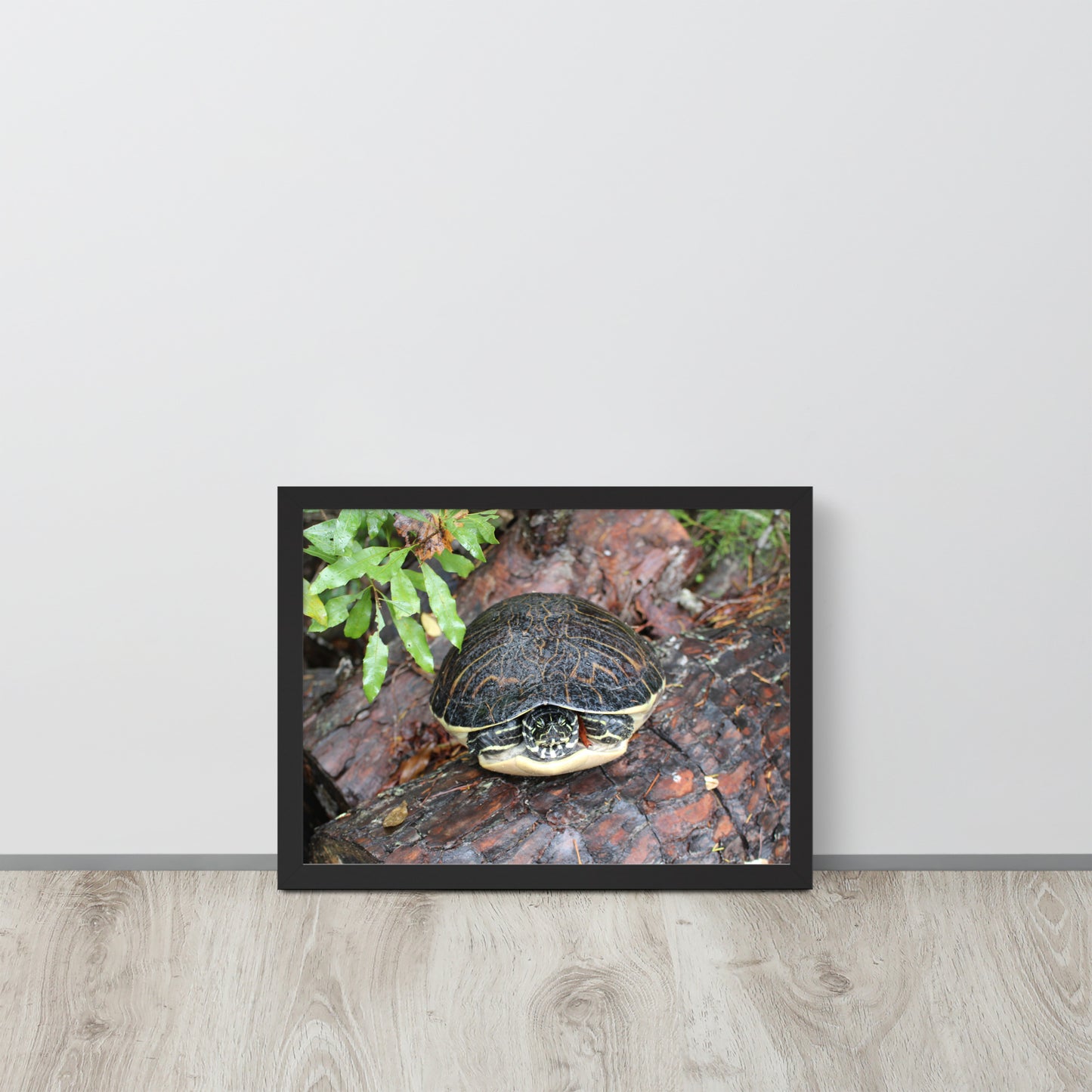 Turtle Framed poster