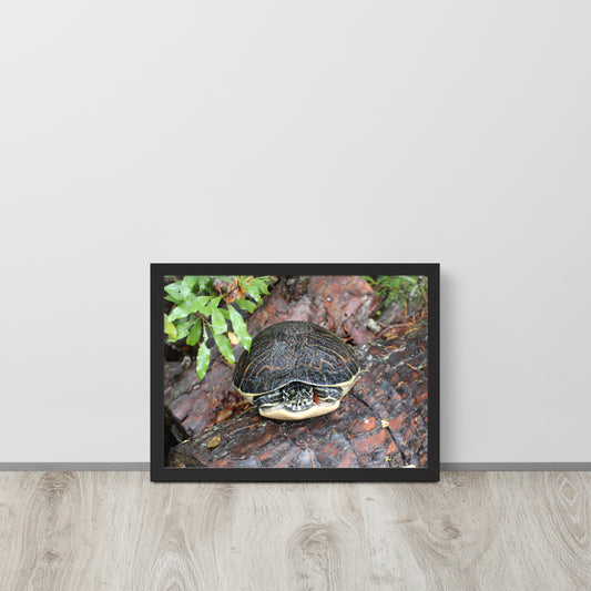 Turtle Framed poster