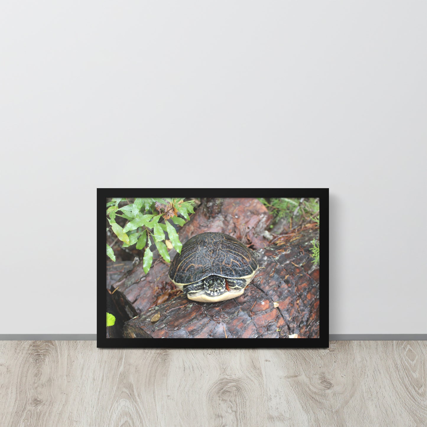 Turtle Framed poster