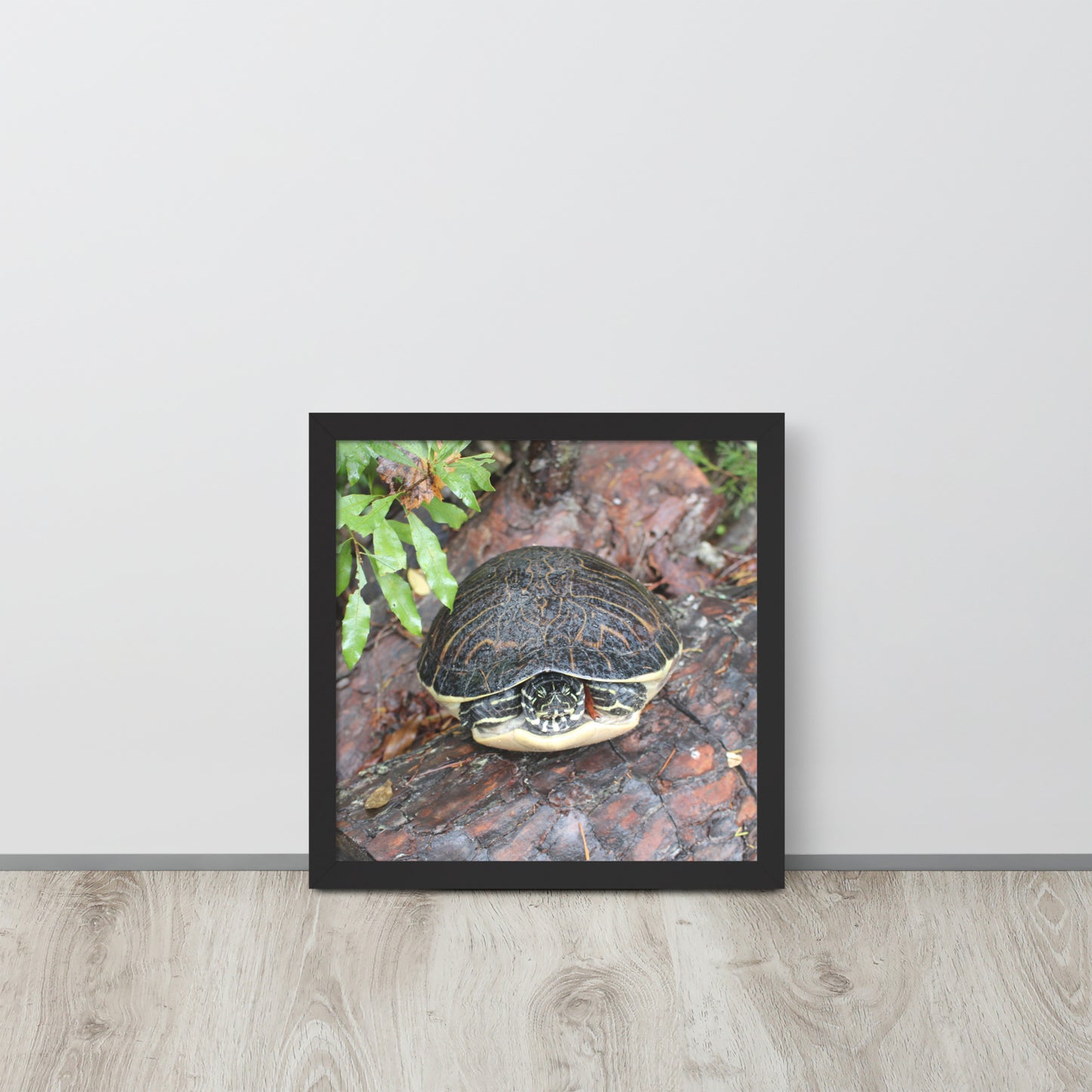 Turtle Framed poster