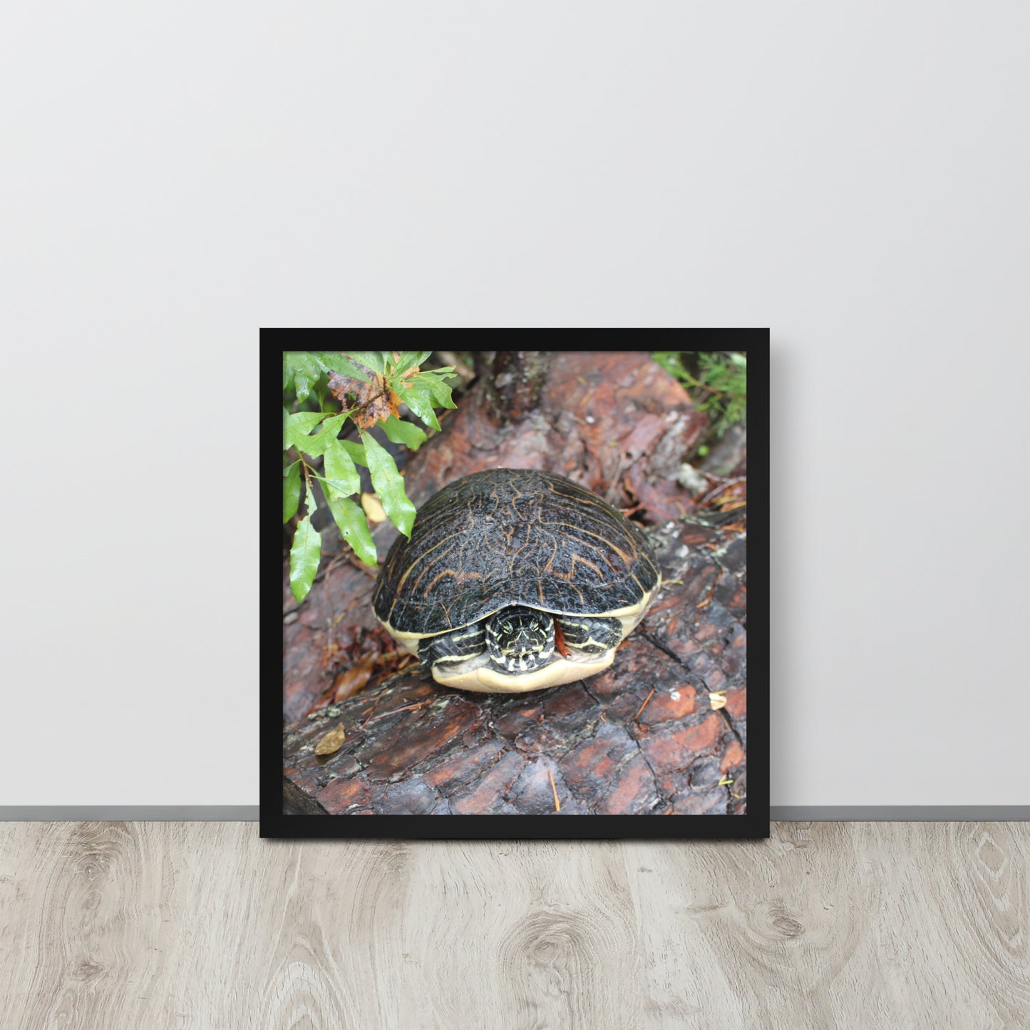 Turtle Framed poster