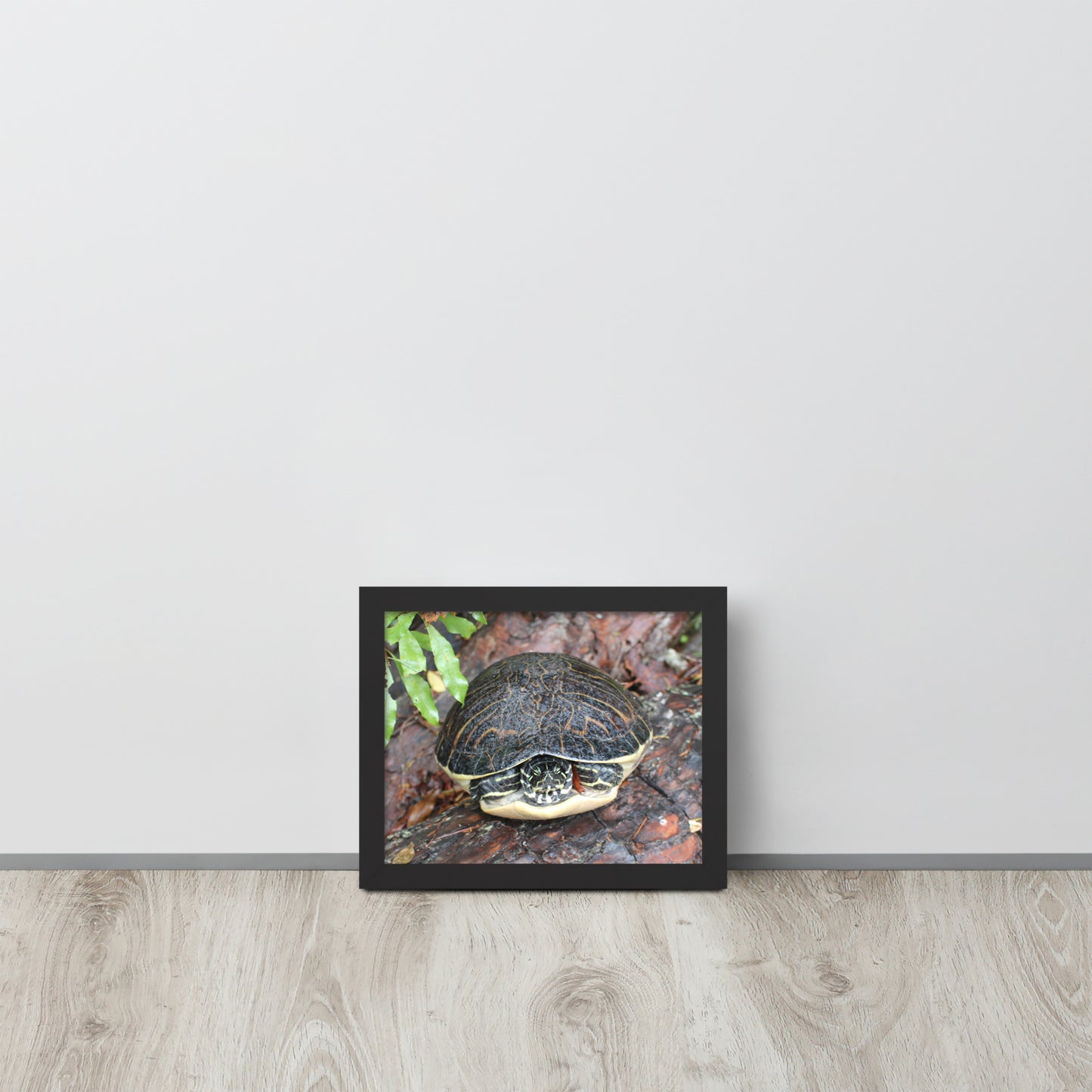 Turtle Framed poster