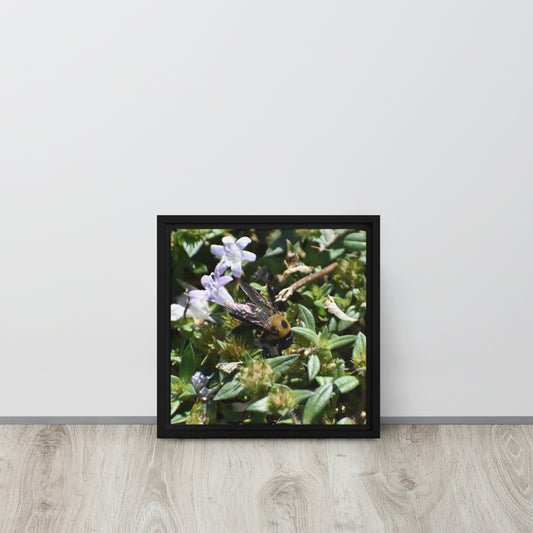 Bee In Flower Framed canvas