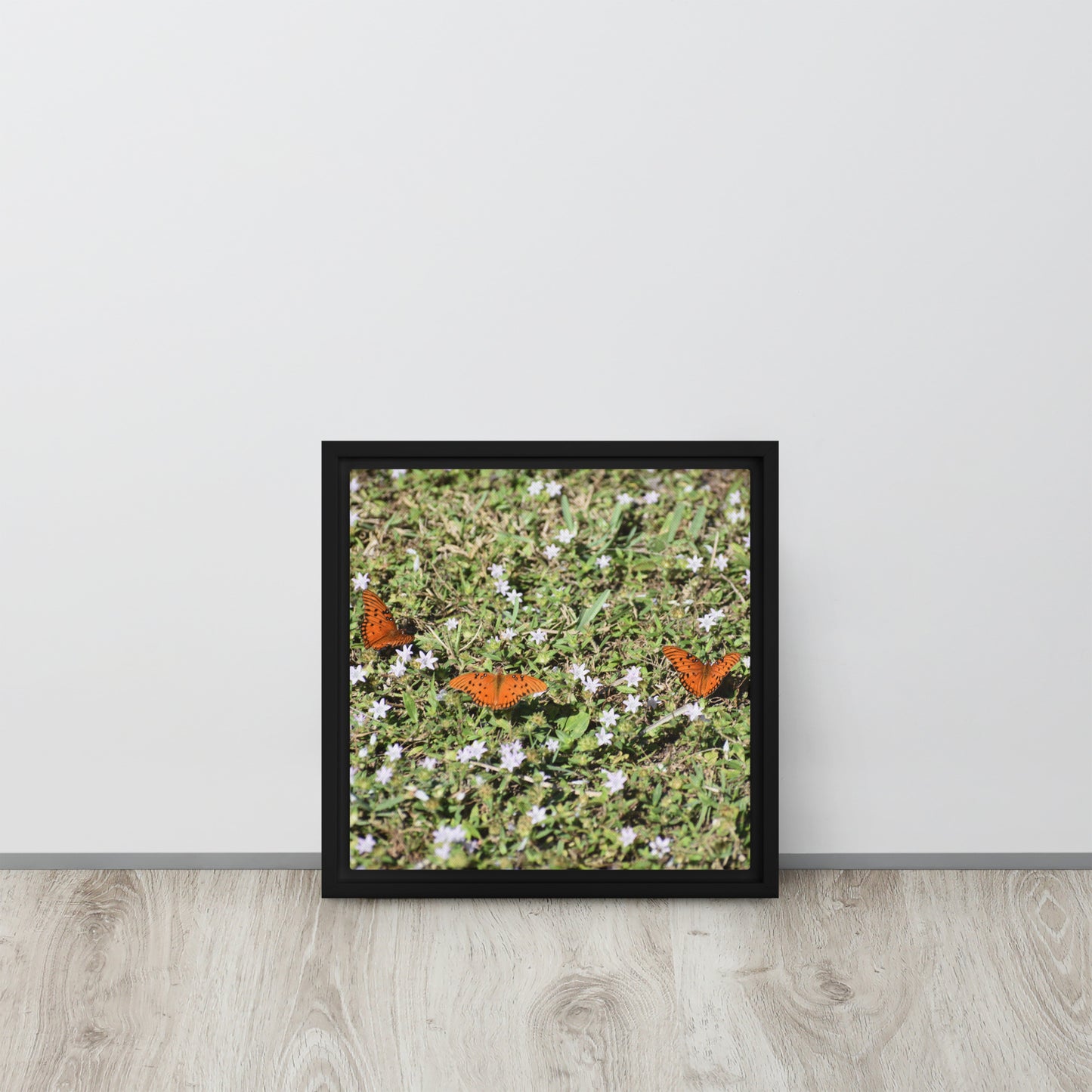 3 Butterflies Framed canvas