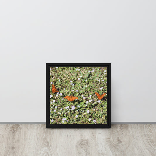 3 Butterflies Framed canvas