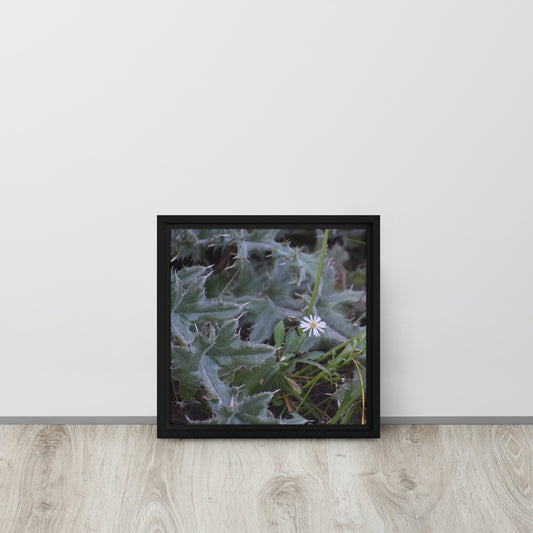 Cactus with white flower Framed Canvas