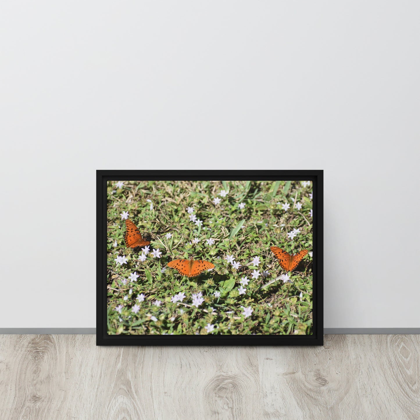 3 Butterflies Framed canvas