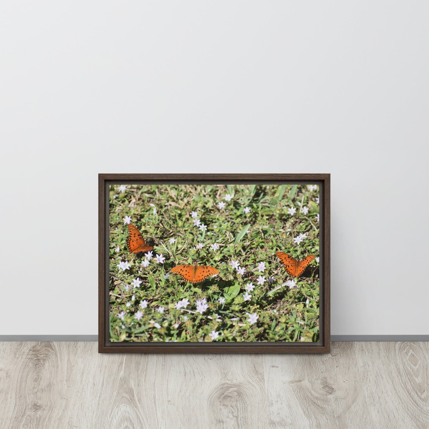 3 Butterflies Framed canvas