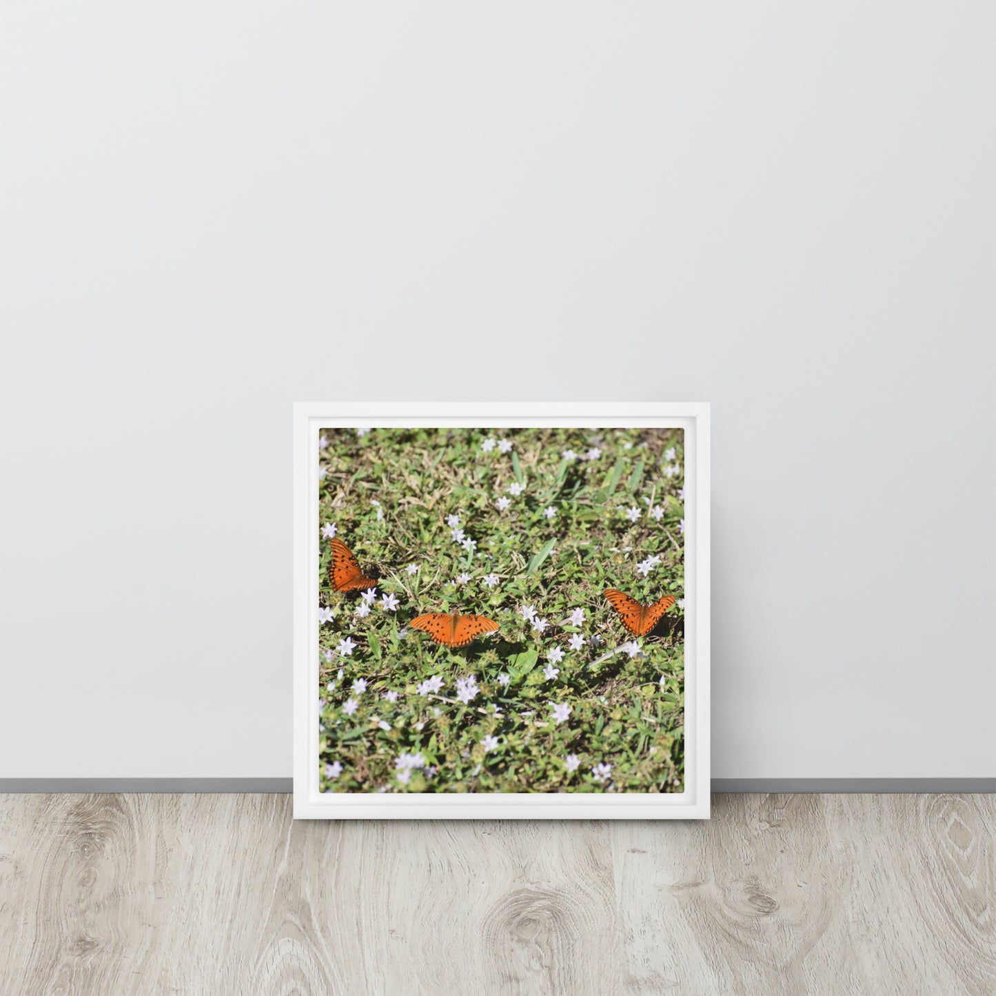 3 Butterflies Framed canvas