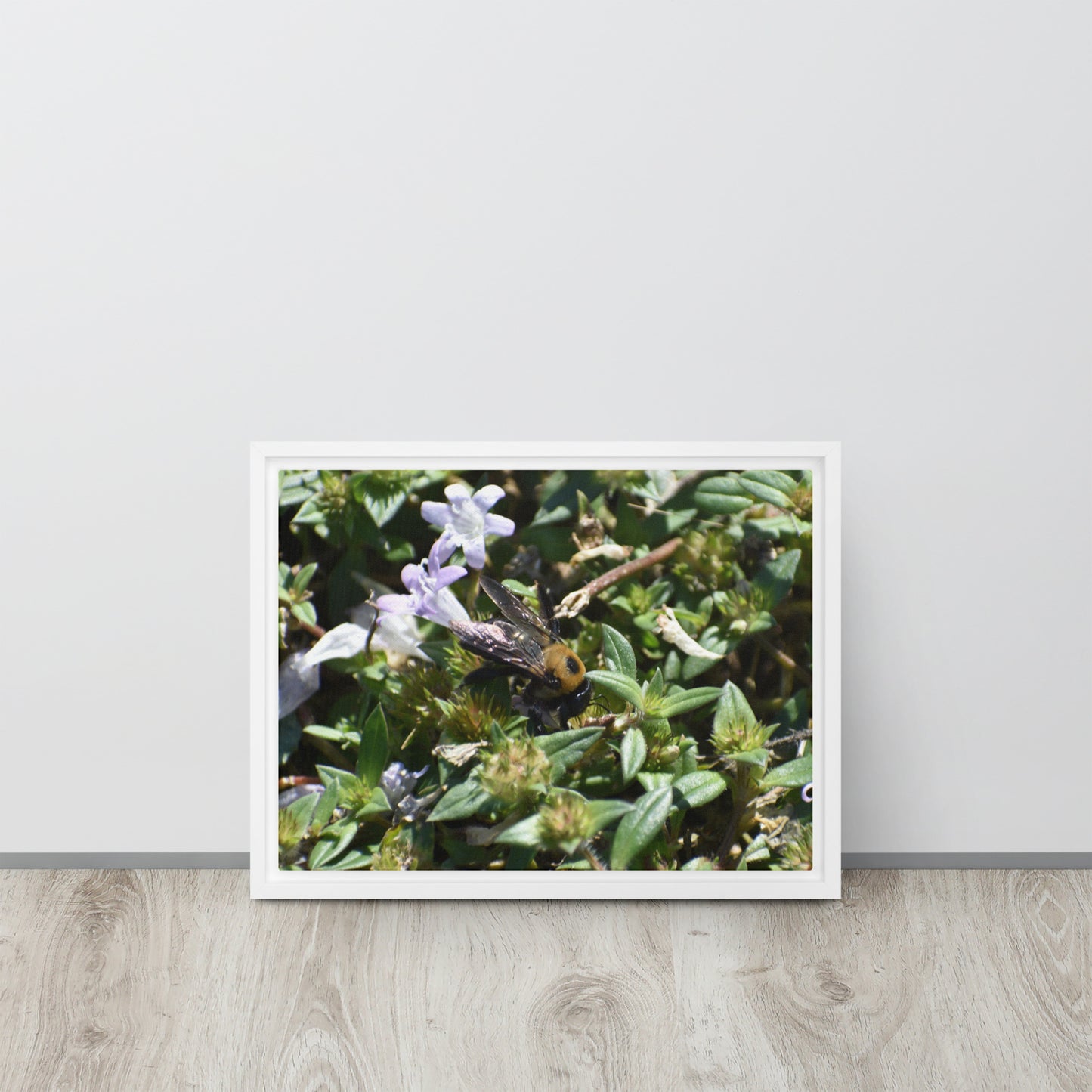 Bee In Flower Framed canvas