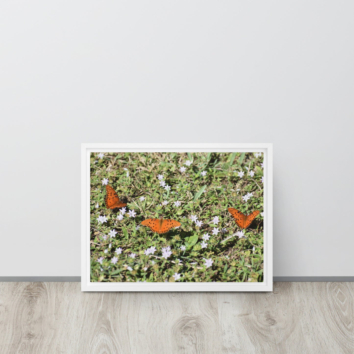 3 Butterflies Framed canvas