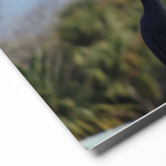 Little Blue Heron Metal Print