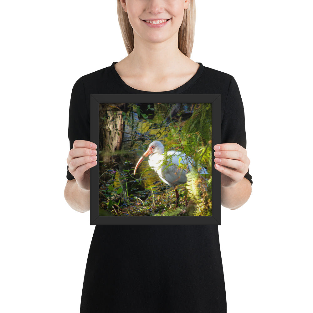 White American Ibis Framed photo paper poster