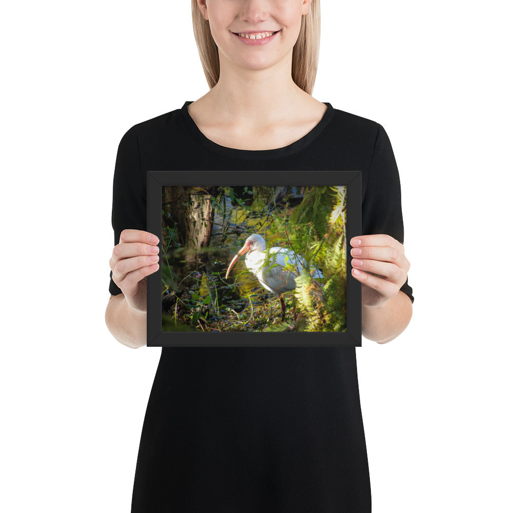 White American Ibis Framed photo paper poster